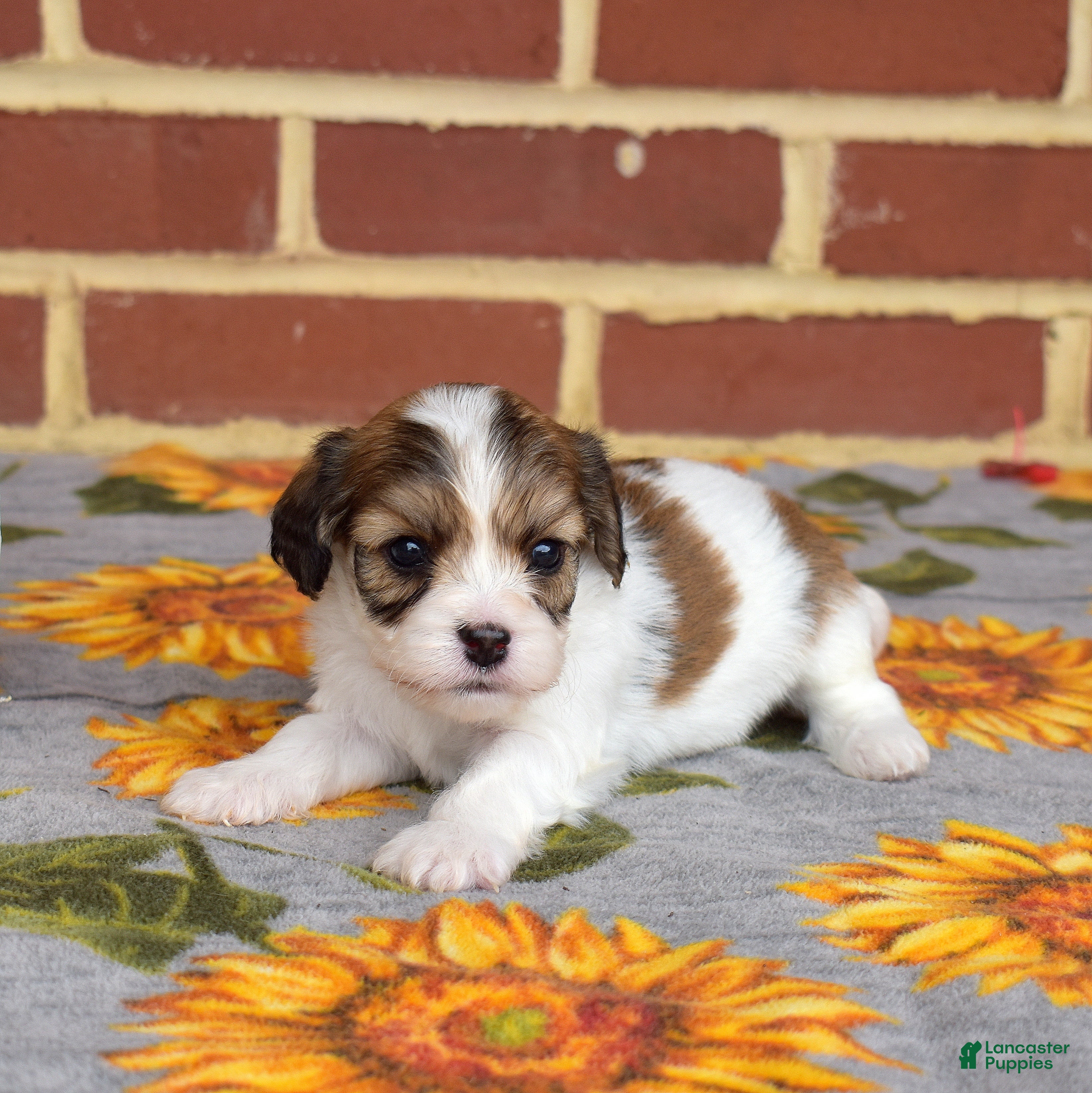 Cavachon dogs Alfie - Ad 2