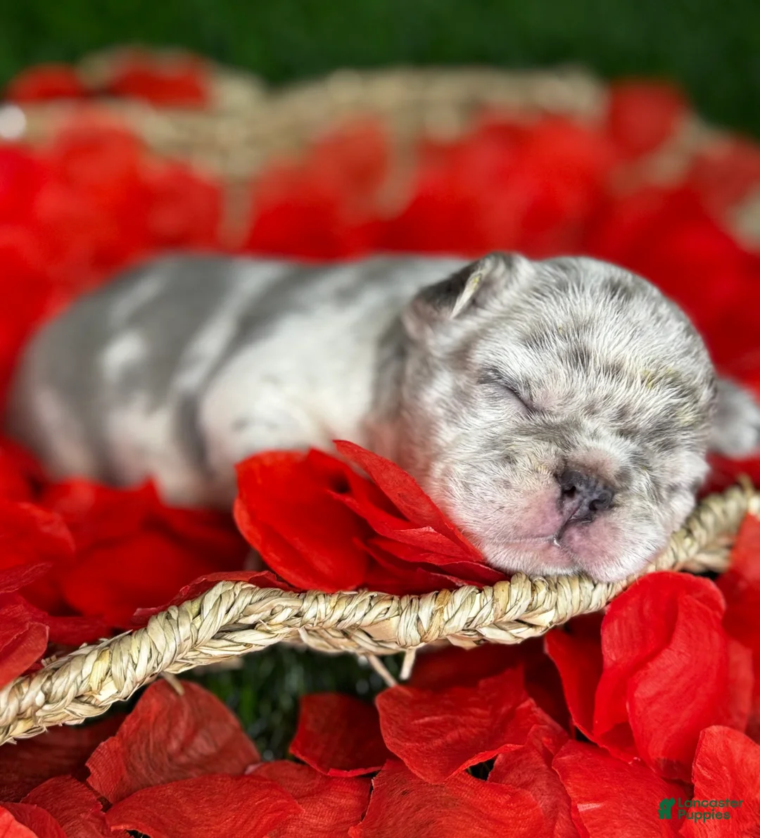 French Bulldog dogs for sale: AIKO - Ad 7