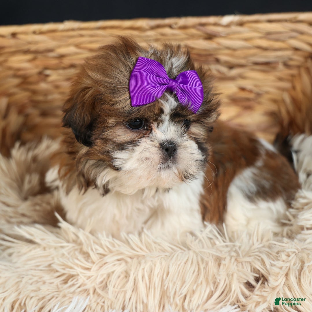 Shih Tzu dogs for sale: RUBY - Ad 13