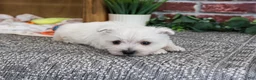 West Highland Terrier dogs for sale: Aladdin - Ad 5