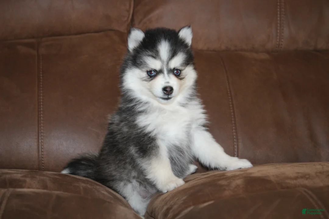 Pomsky dogs for sale: Daisy READY NOW - Ad 2