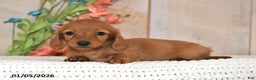 Miniature Dachshund dogs for sale: Sweet Pea - Ad 2