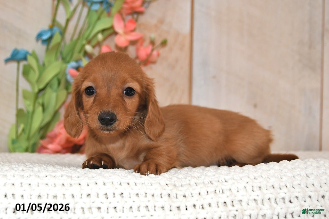 Miniature Dachshund dogs for sale: Sweet Pea - Ad 2