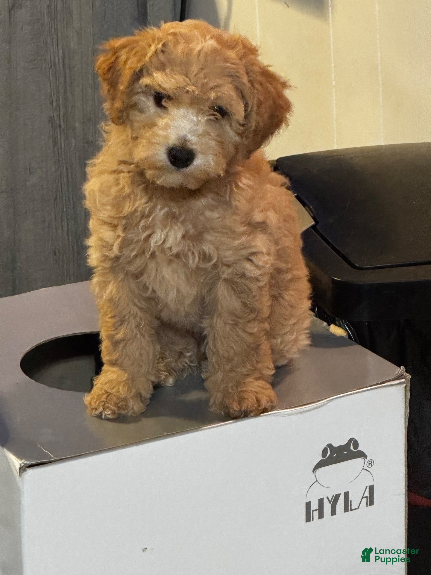 Mixed Breed dogs Kizzy  - Ad 1