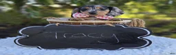 Miniature Dachshund dogs for sale: Tracy - Ad 4