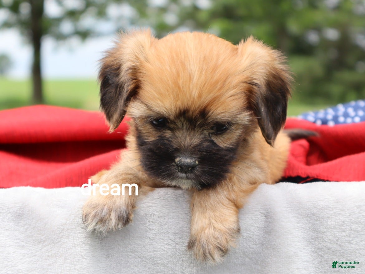 Mixed Breed dogs Rhett - Ad 1