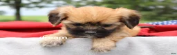 Mixed Breed dogs for sale: Rhett - Ad 1