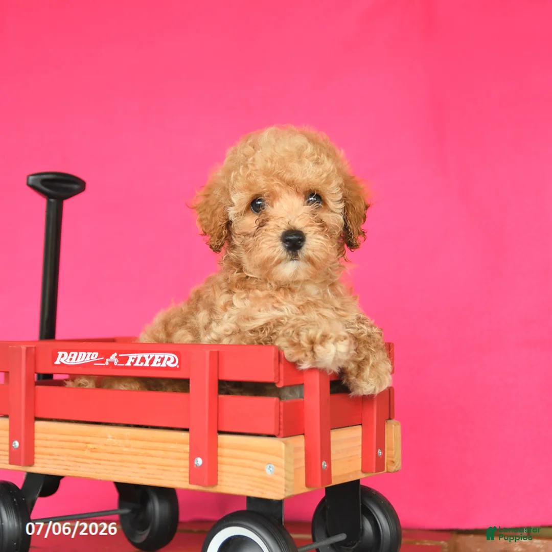 Toy Poodle dogs for sale: Adam - Ad 1