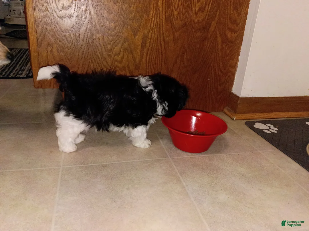 Shih Tzu dogs for sale: Shih Tzu Puppy 5 - Ad 1