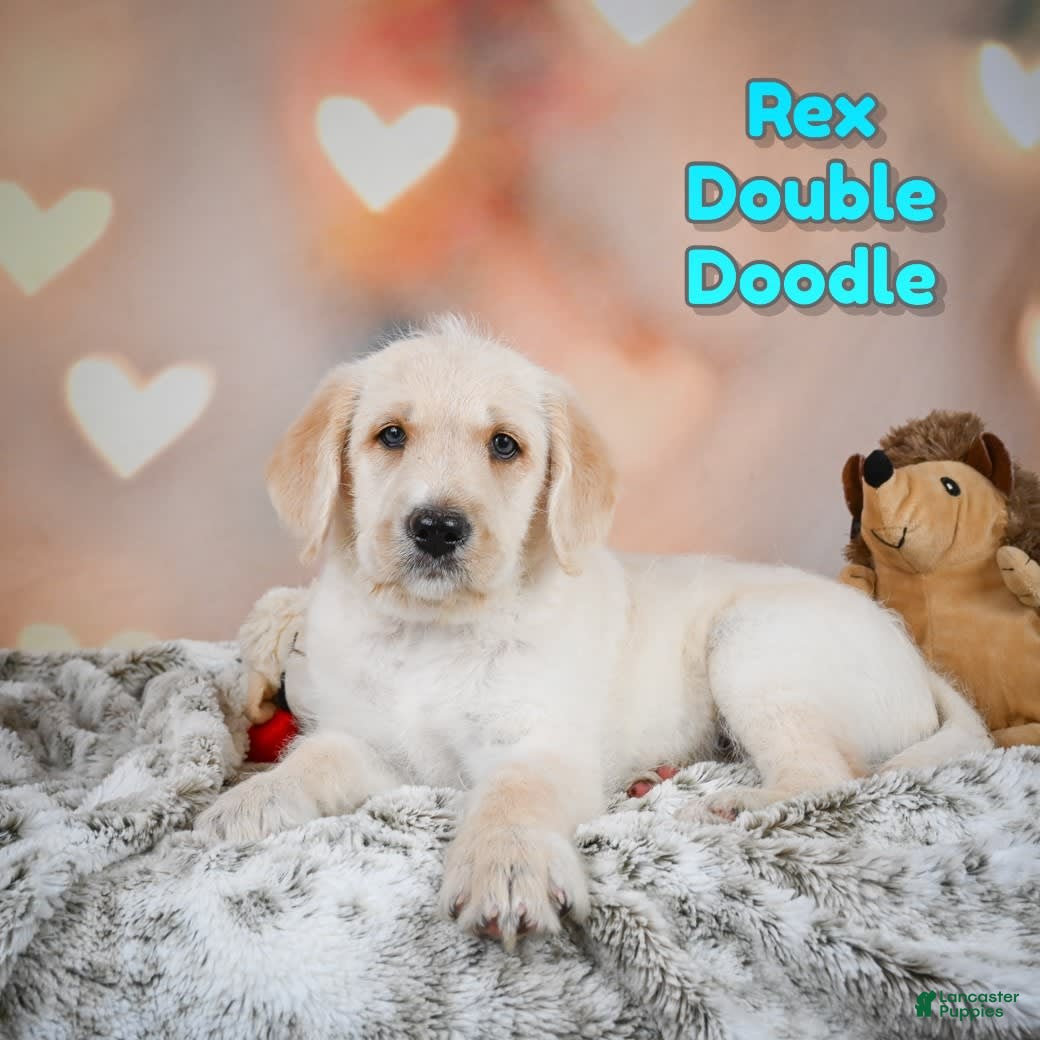 Labradoodle dogs Rex - Ad 5