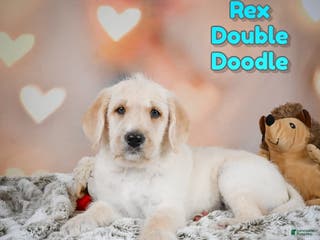 Labradoodle dogs Rex - Ad 21