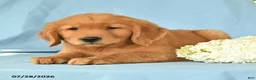 Golden Retriever dogs for sale: Melvin - Ad 2