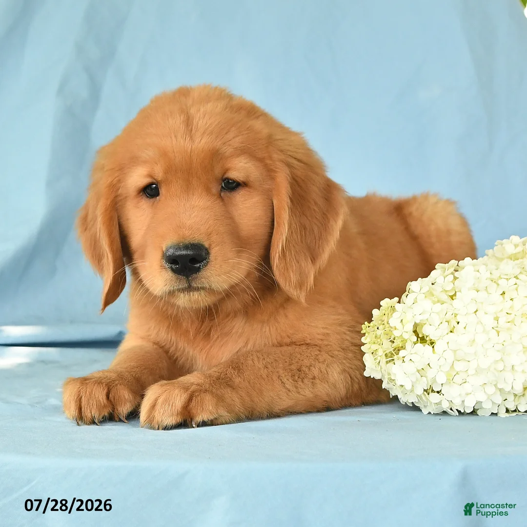Golden Retriever dogs for sale: Melvin - Ad 2