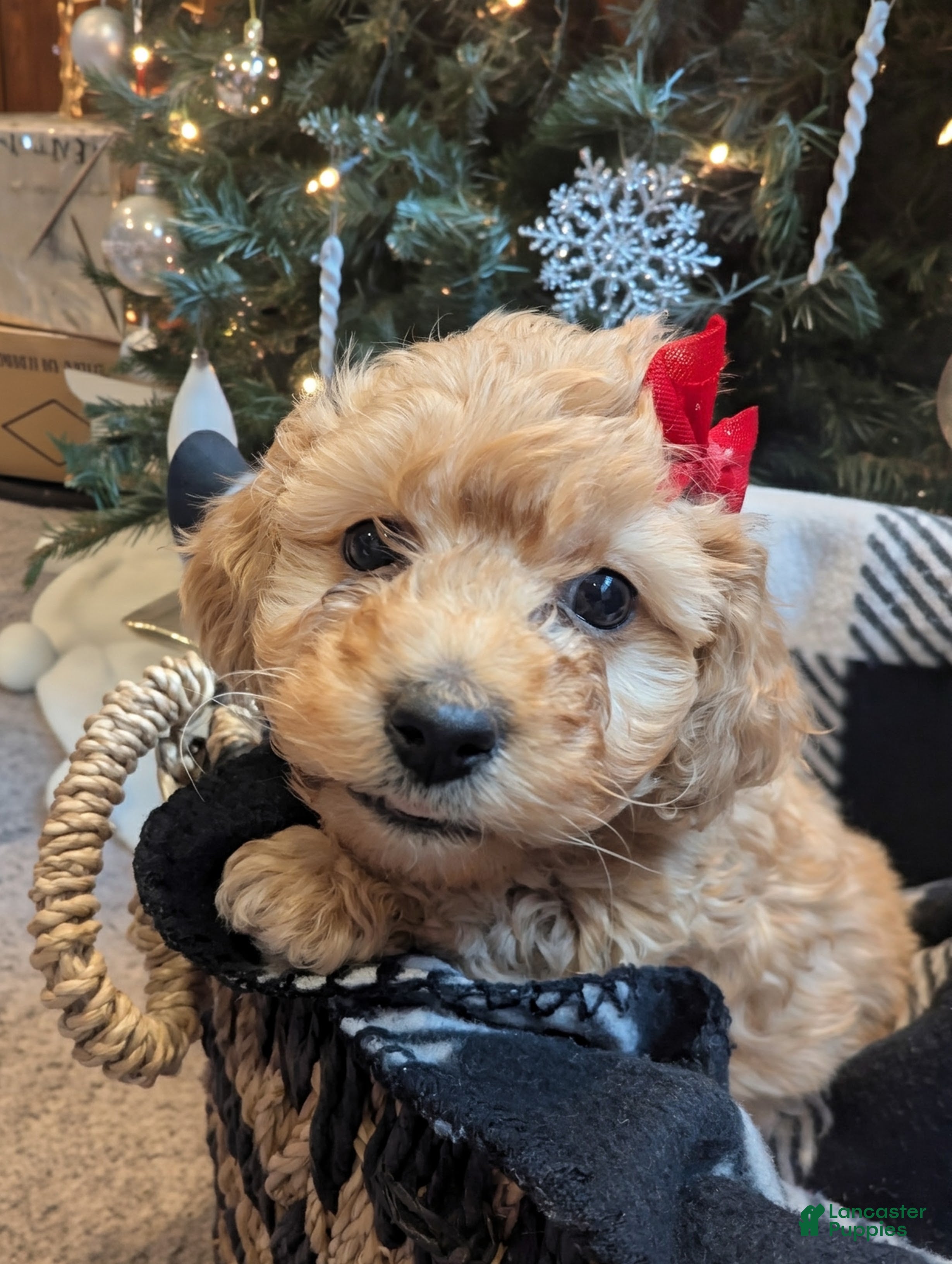 Mixed Breed dogs Luna  - Ad 11