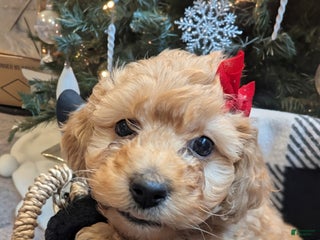 Mixed Breed dogs Luna - Ad 11