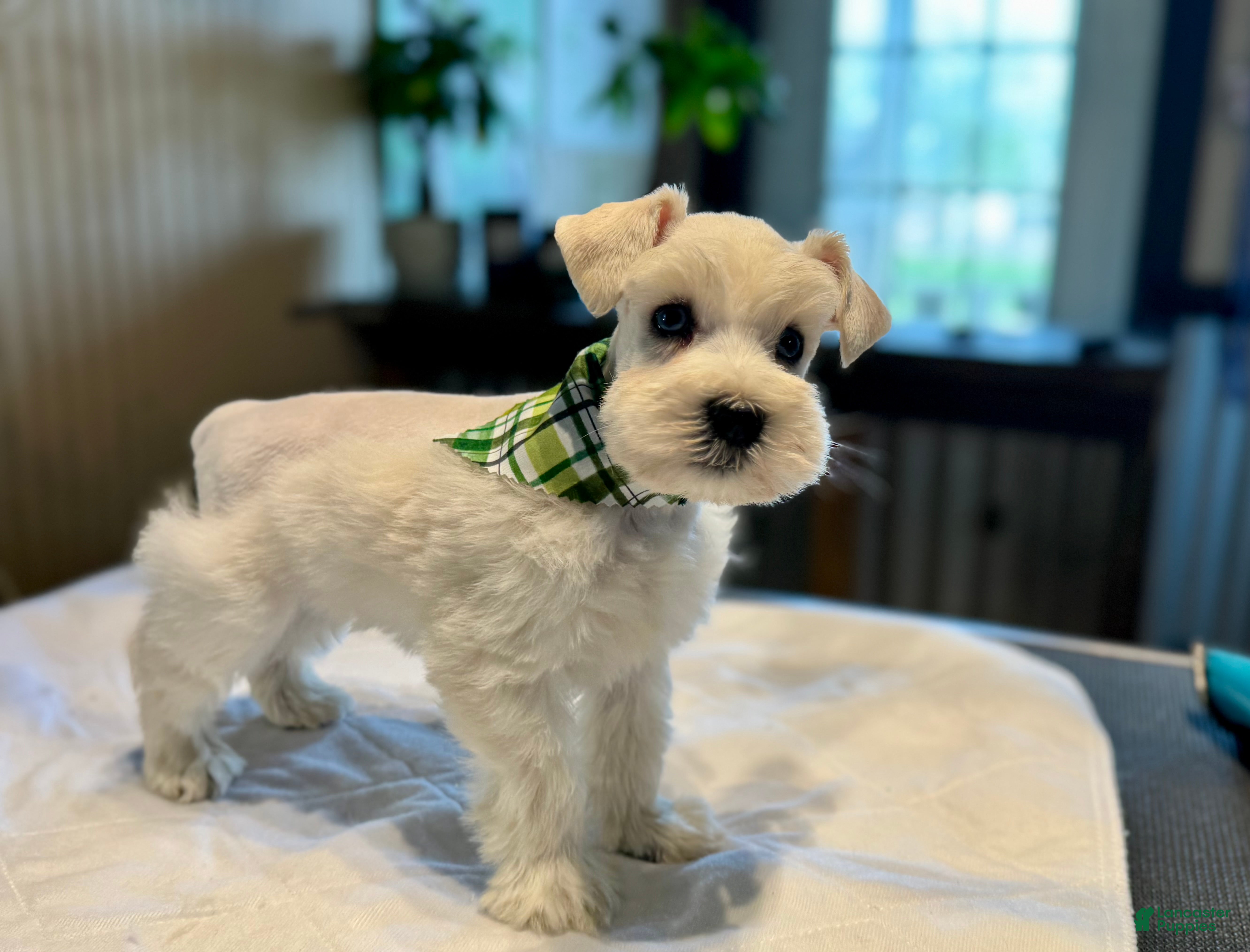 Miniature Schnauzer dogs Mr. Frost - Ad 2