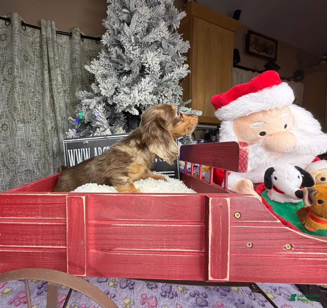 Miniature Dachshund dogs for sale: AKC Russian pra clear - Ad 55