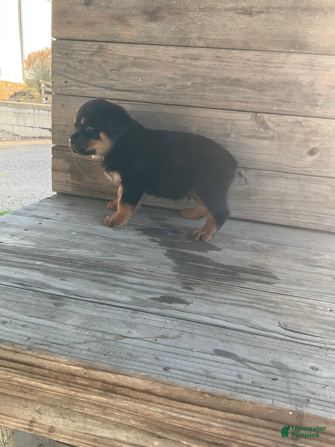 Rottweiler dogs for sale: Dasher - Ad 6