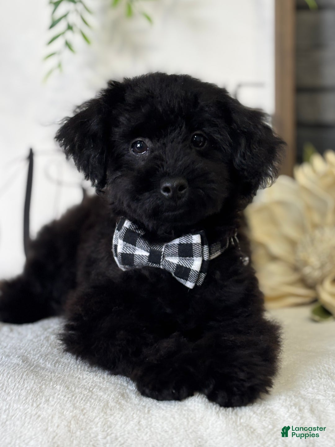 Toy Poodle dogs for sale: Peck - Ad 4