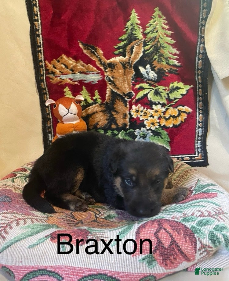 German Shepherd dogs Braxton - Ad 2