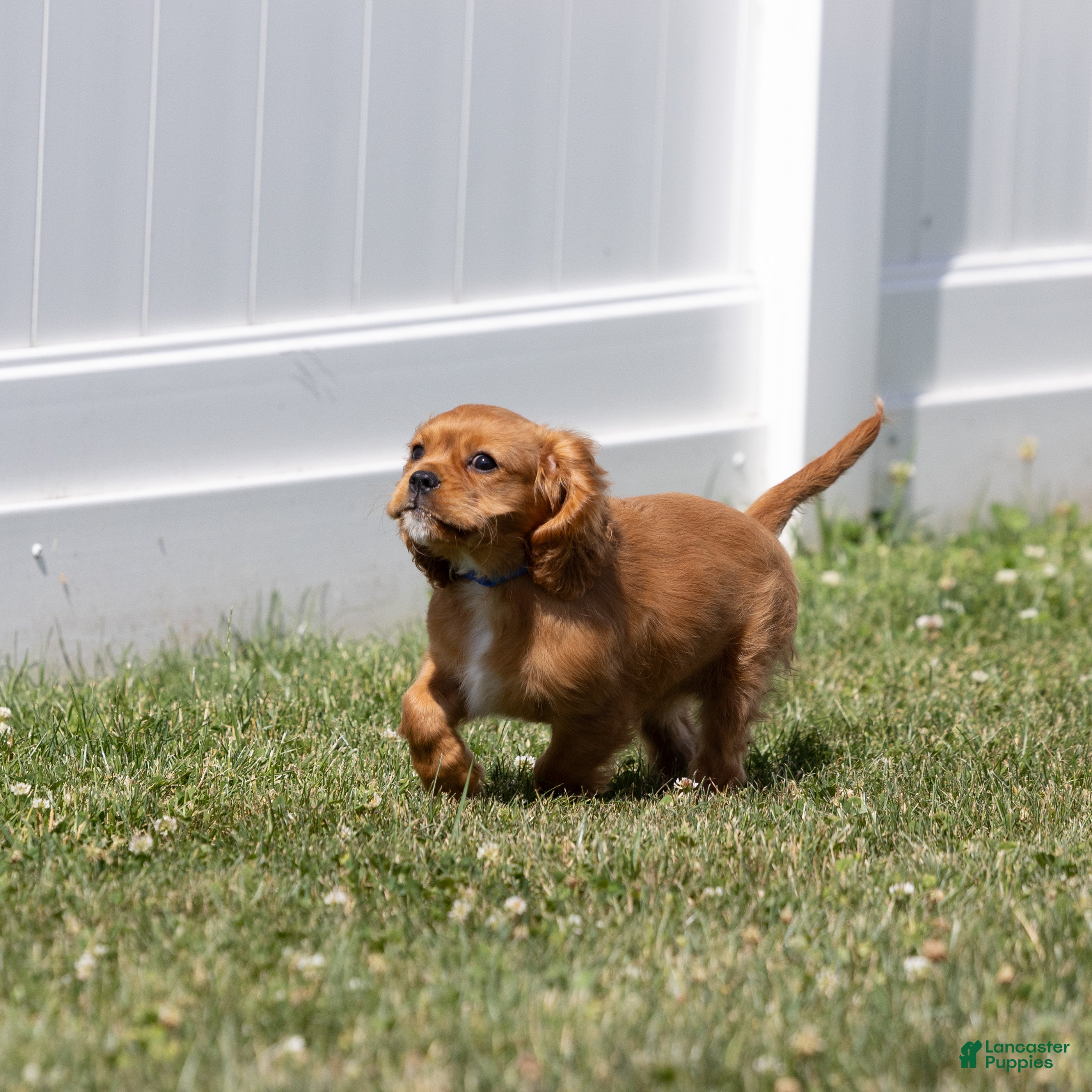 Cavalier King Charles Spaniel dogs Noah - Ad 2