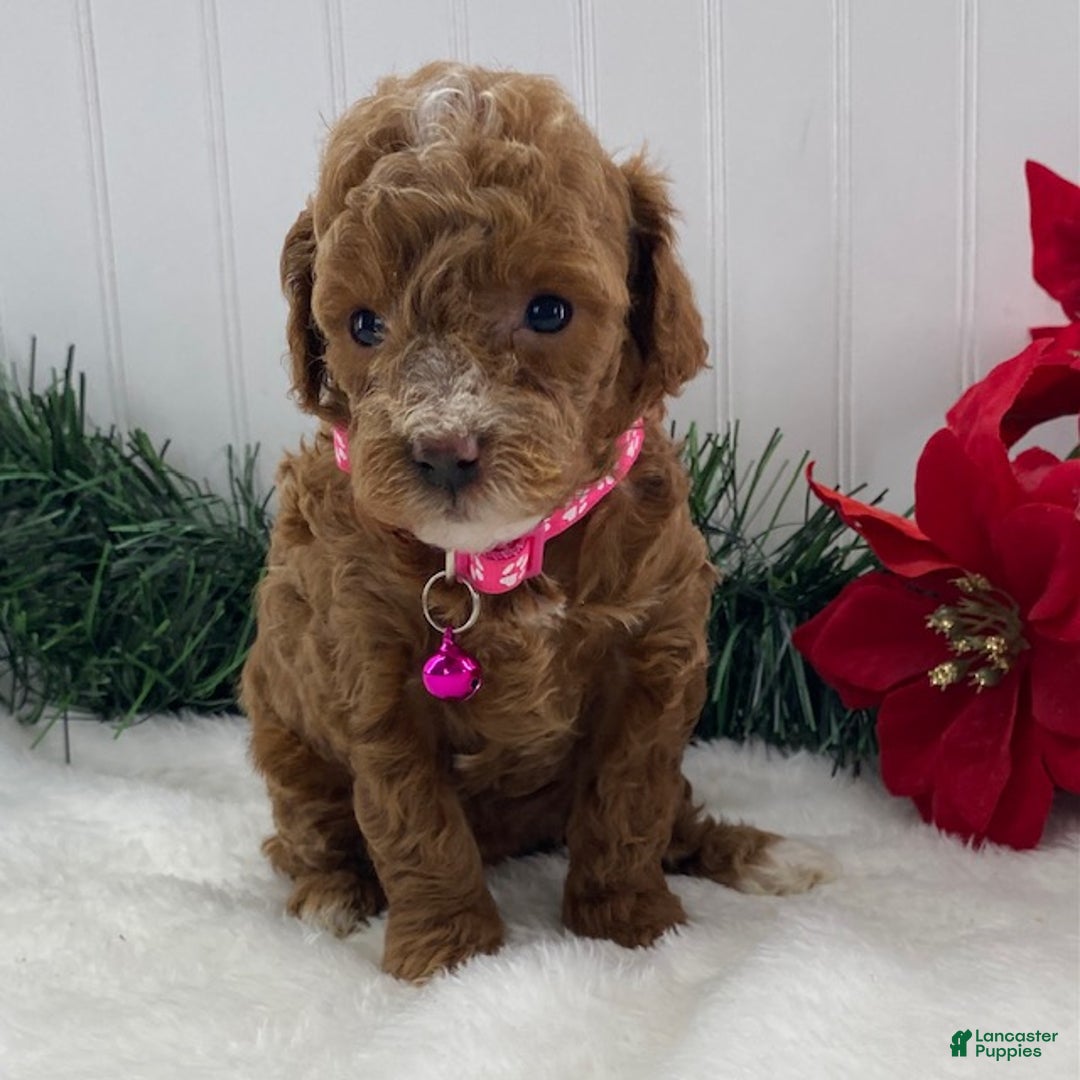 Toy Poodle dogs for sale: Annie - Ad 5
