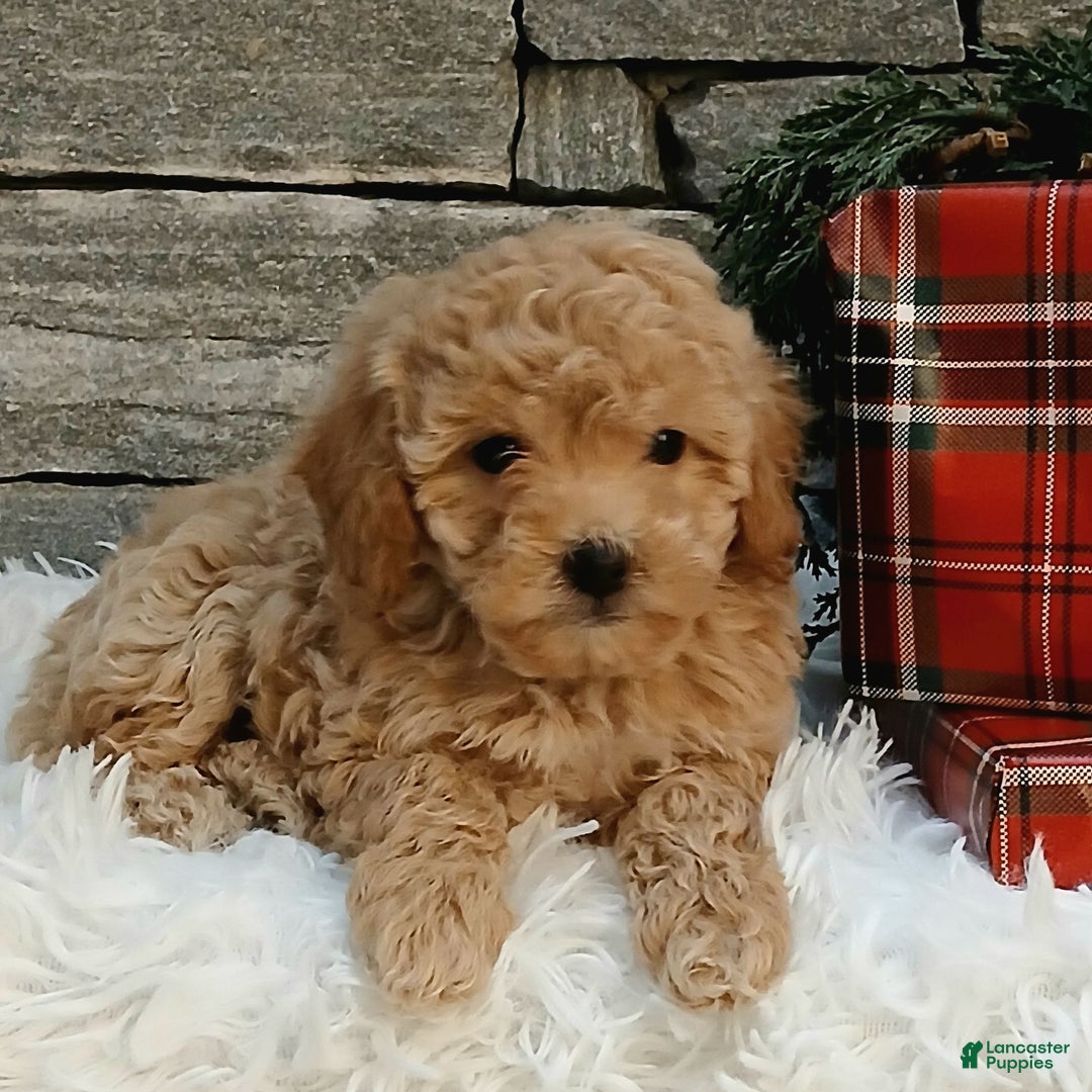 Miniature Poodle dogs for sale: Aubrey  - Ad 2