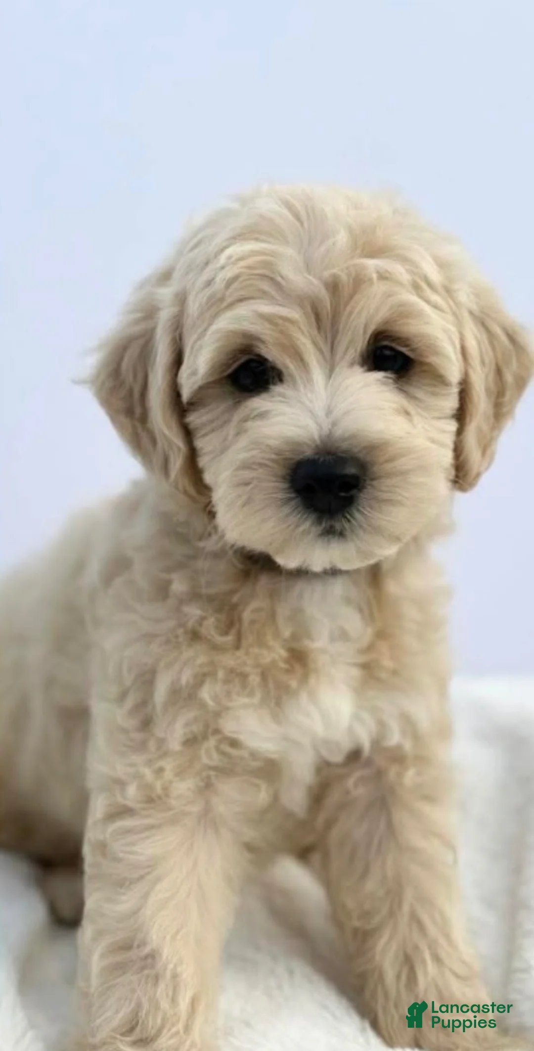 Mini Goldendoodle dogs for sale: Mini Goldendoodle Puppy 1 - Ad 2