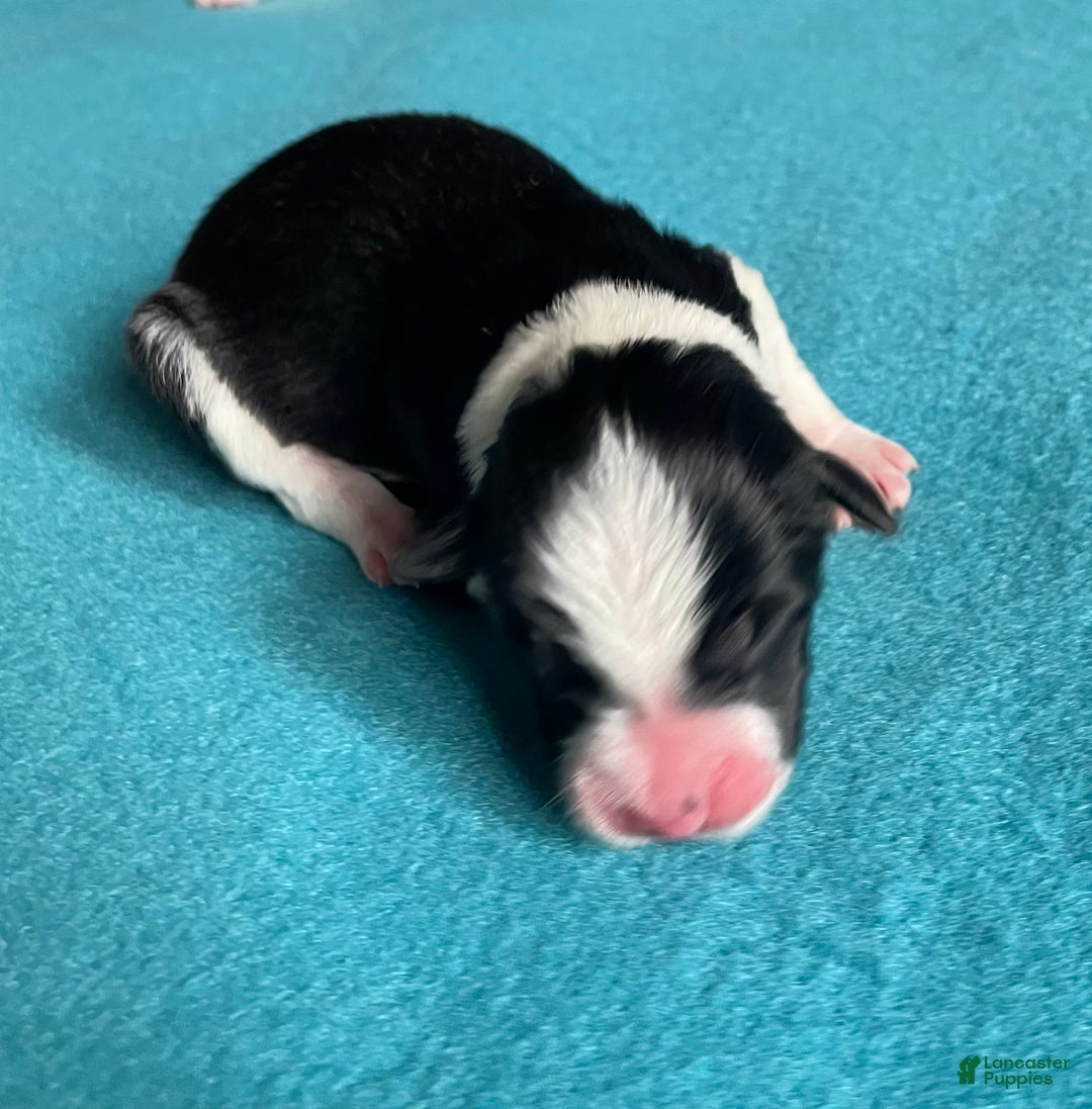 Mixed Breed dogs for sale: dot - com (Wham!) - Ad 2