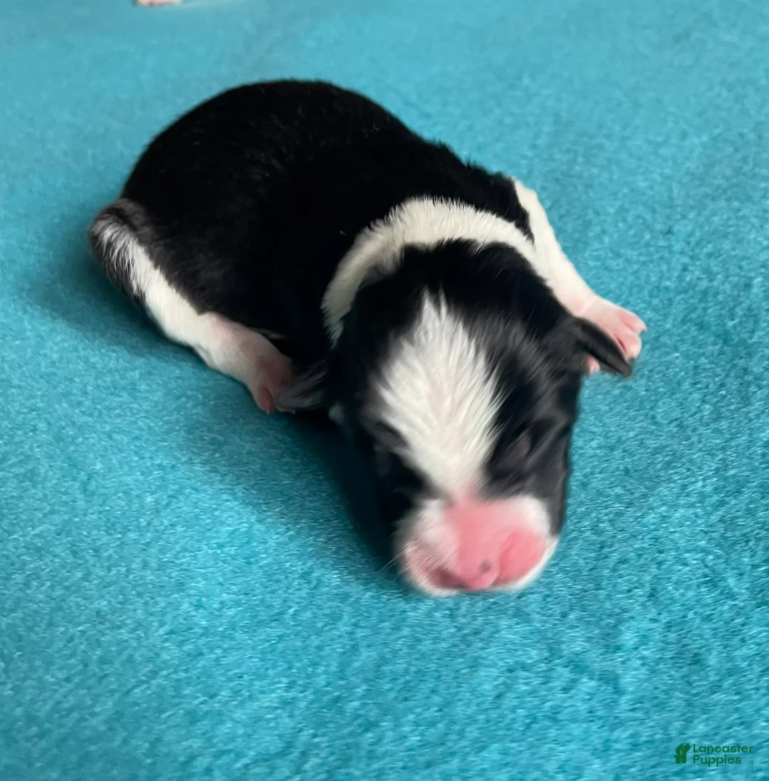 Mixed Breed dogs for sale: SOLD dot - com (Wham!) - Ad 2