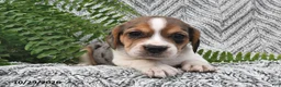 Mixed Breed dogs for sale: Lula  - Ad 3