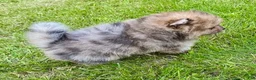 Pomeranian dogs for sale: Otis - Ad 4
