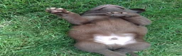 Labrador Retriever dogs for sale: Nico - Ad 9