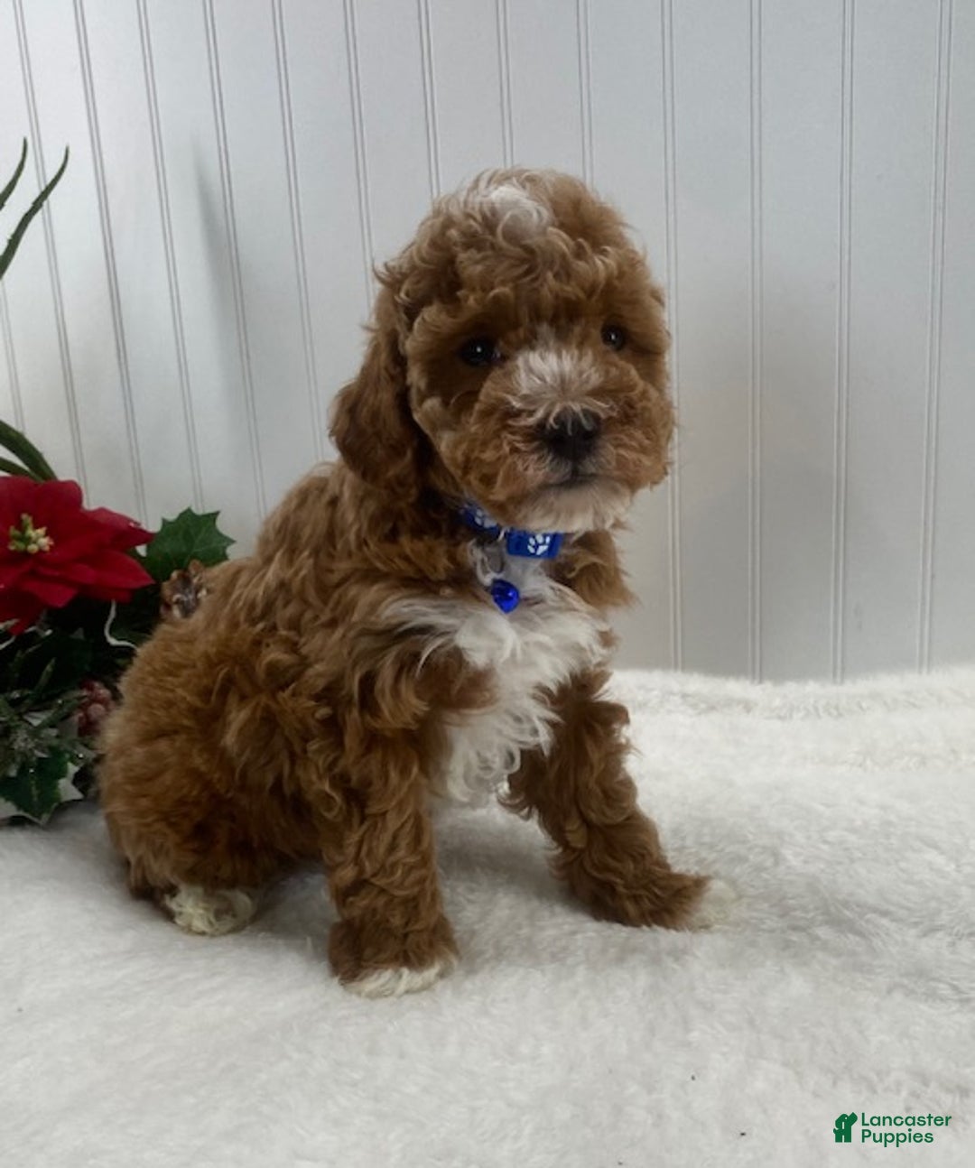 Toy Poodle dogs for sale: Captain  - Ad 5