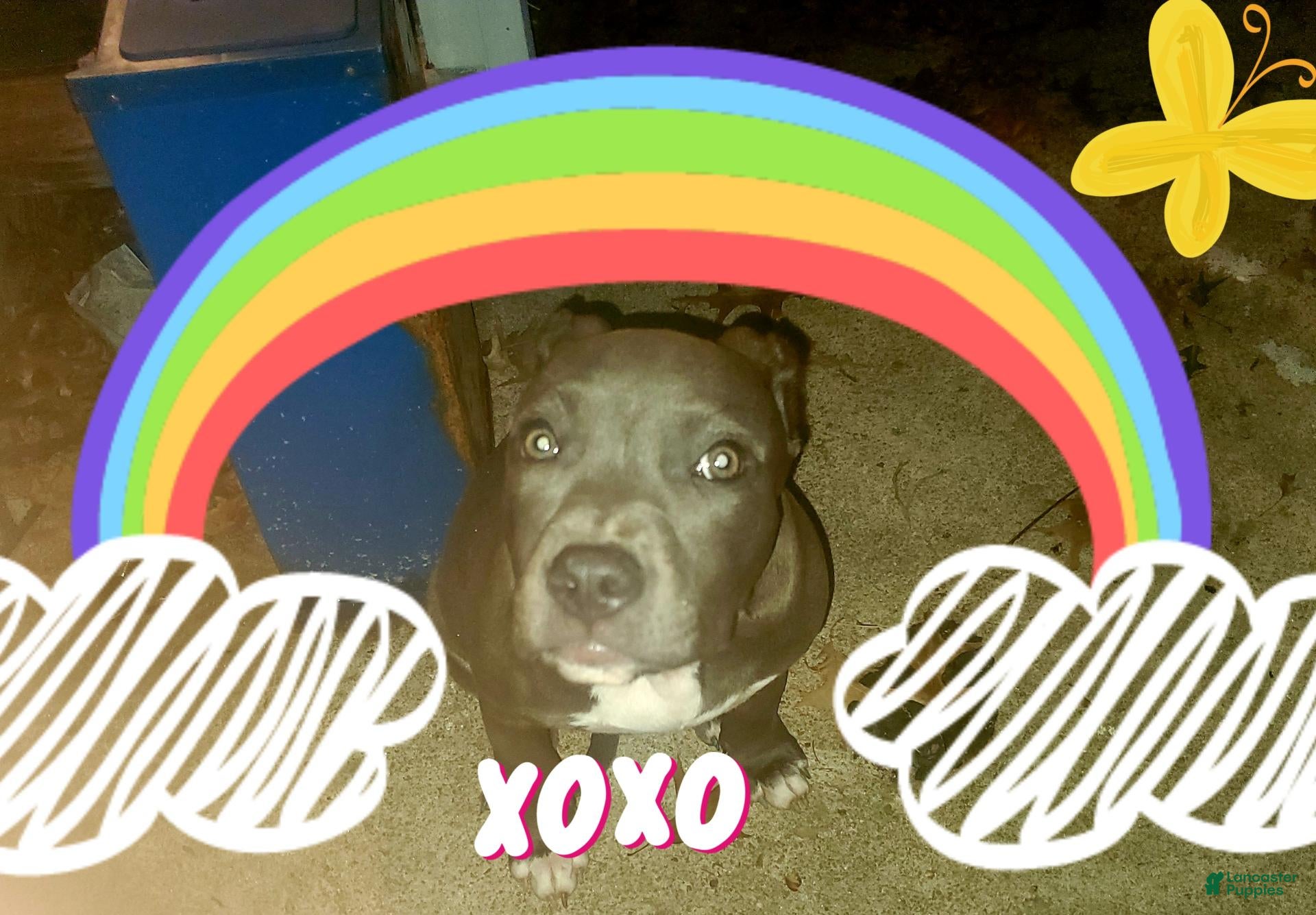 American Pit Bull Terrier dogs American Pit Bull Terrier 2 - Ad 18