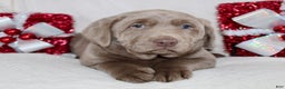 Labrador Retriever dogs for sale: Remi - Ad 3