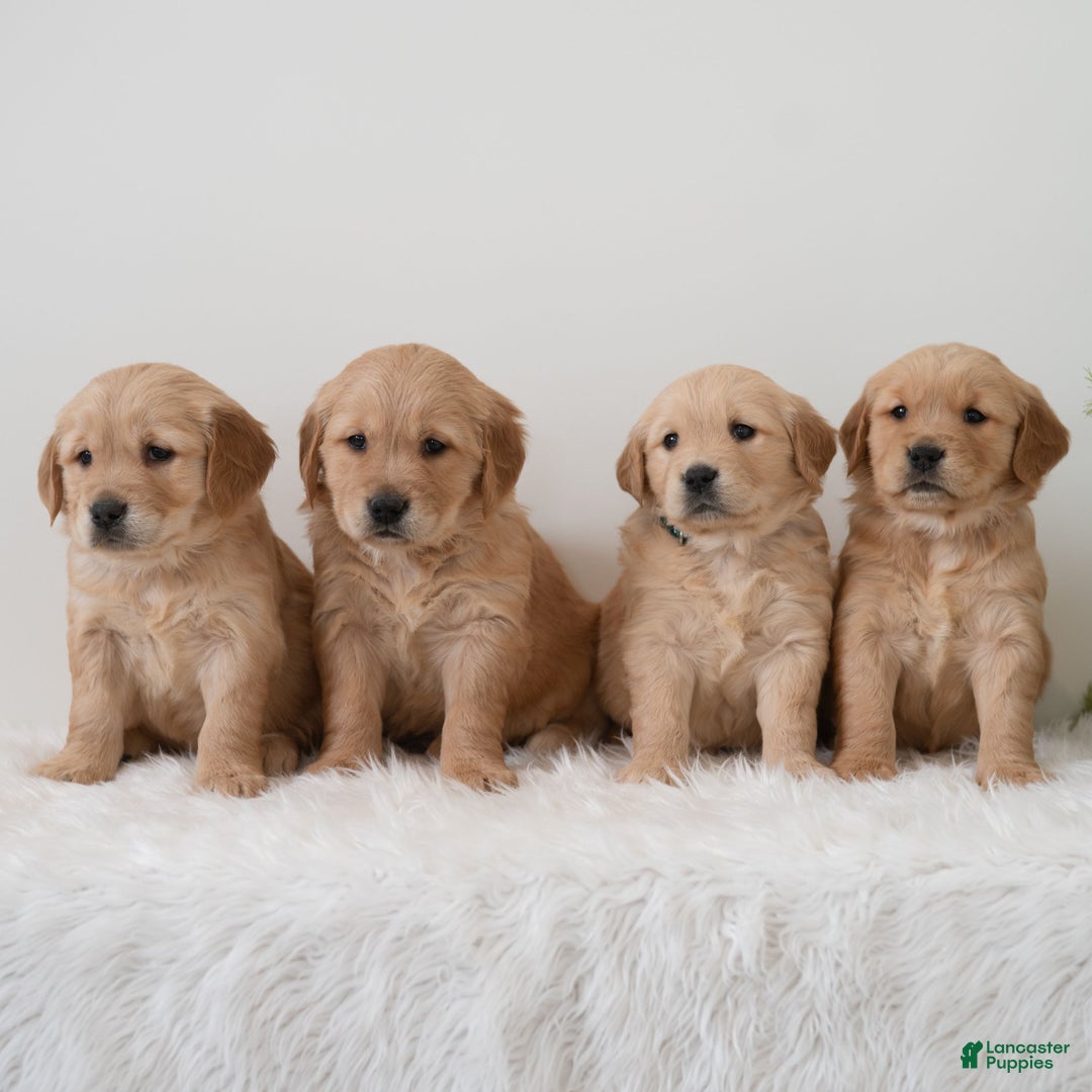 Golden Retriever dogs for sale: Paige  - Ad 6