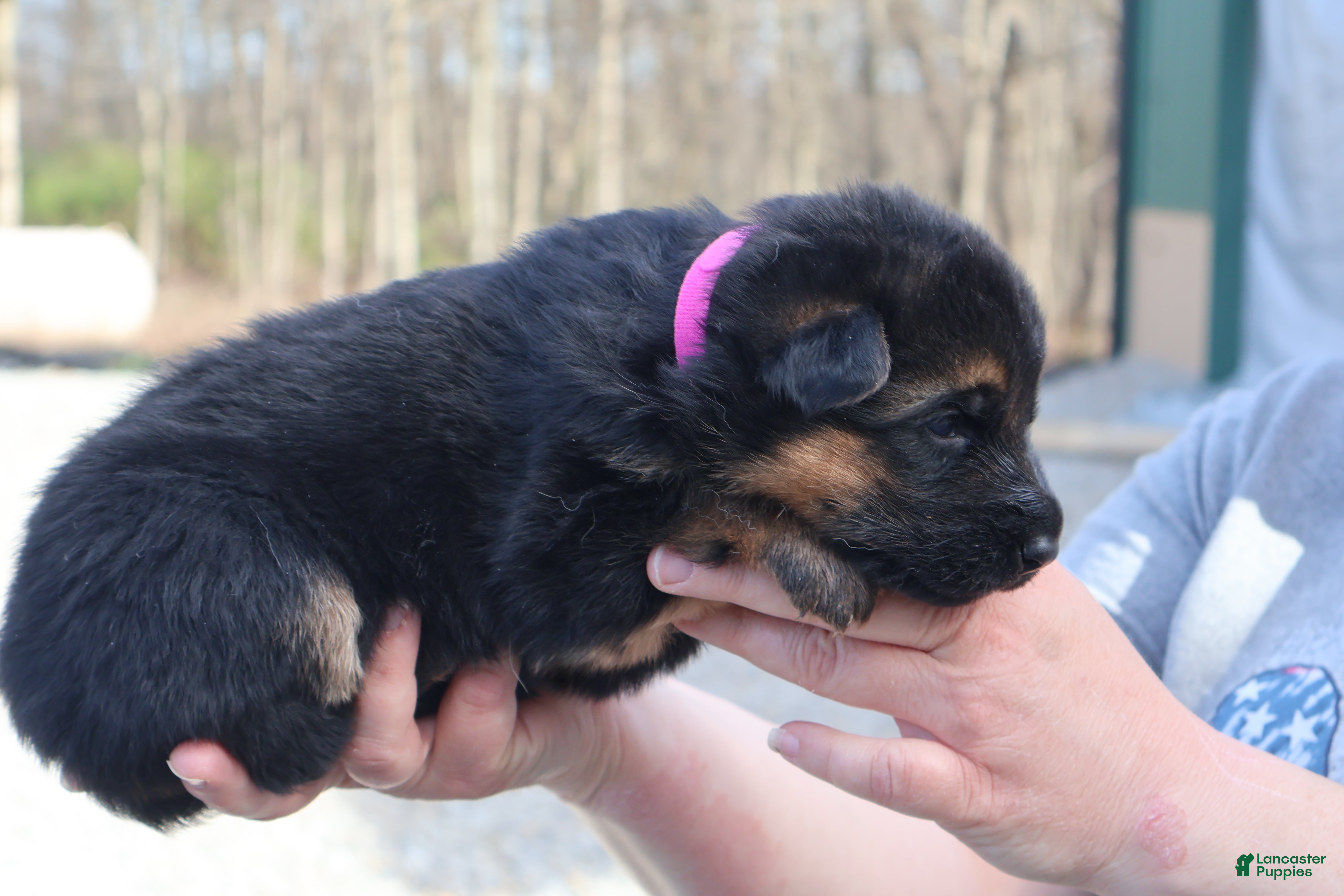 German Shepherd dogs Ginger - Ad 2