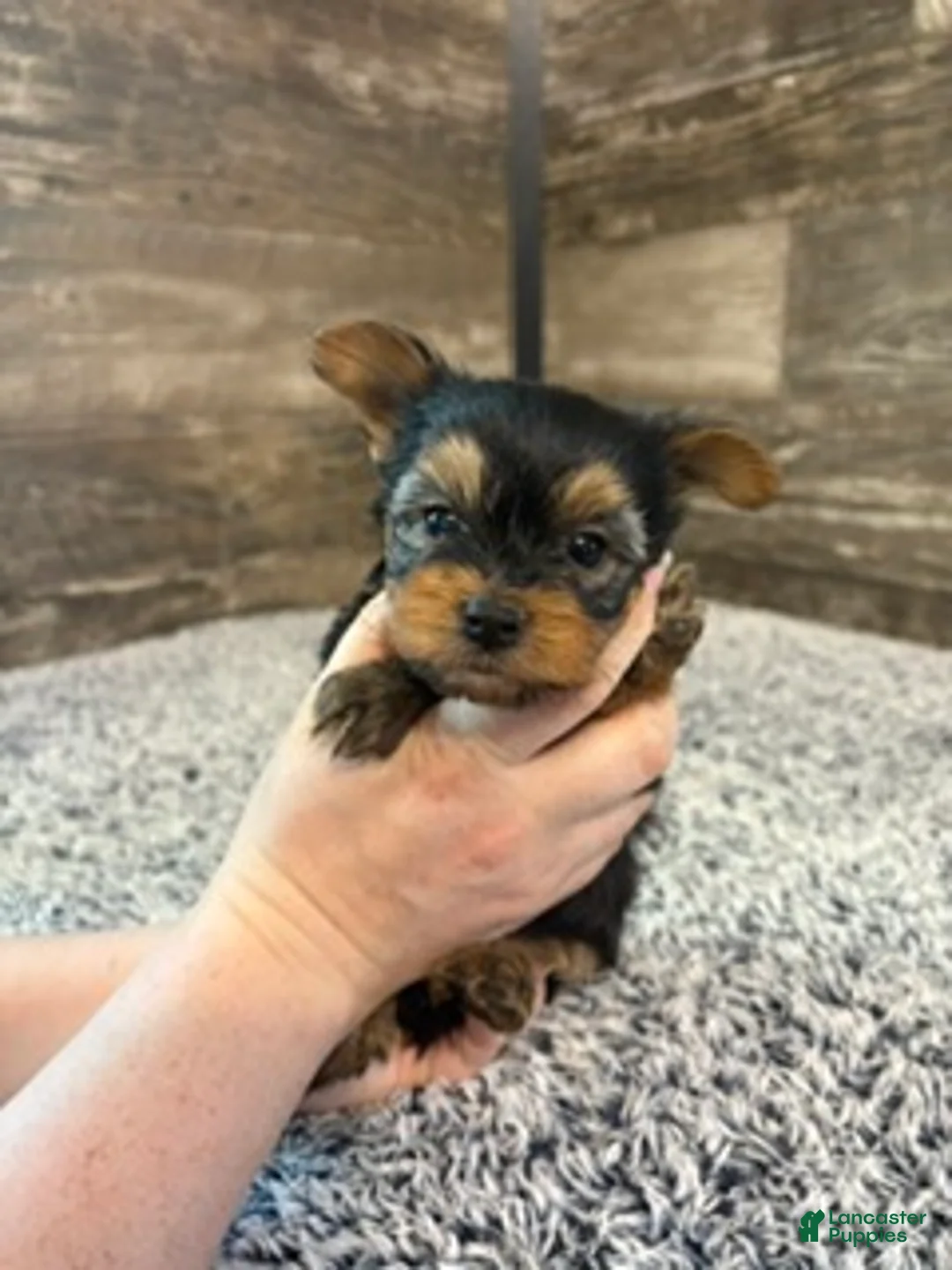 Yorkshire Terrier dogs for sale: Matthew - Ad 2