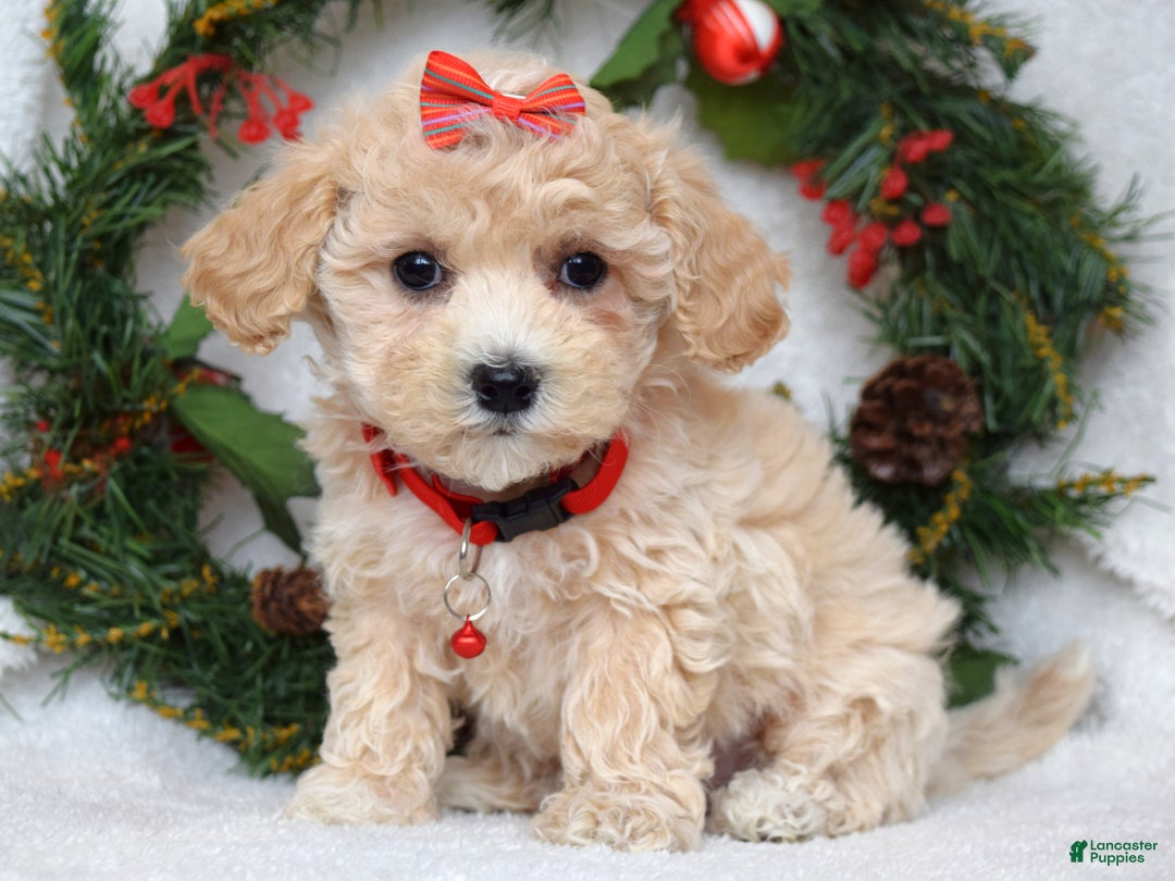 Maltipoo dogs for sale: Lola - Ad 4