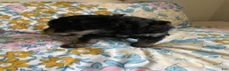 Mixed Breed dogs for sale: Andy - Ad 6