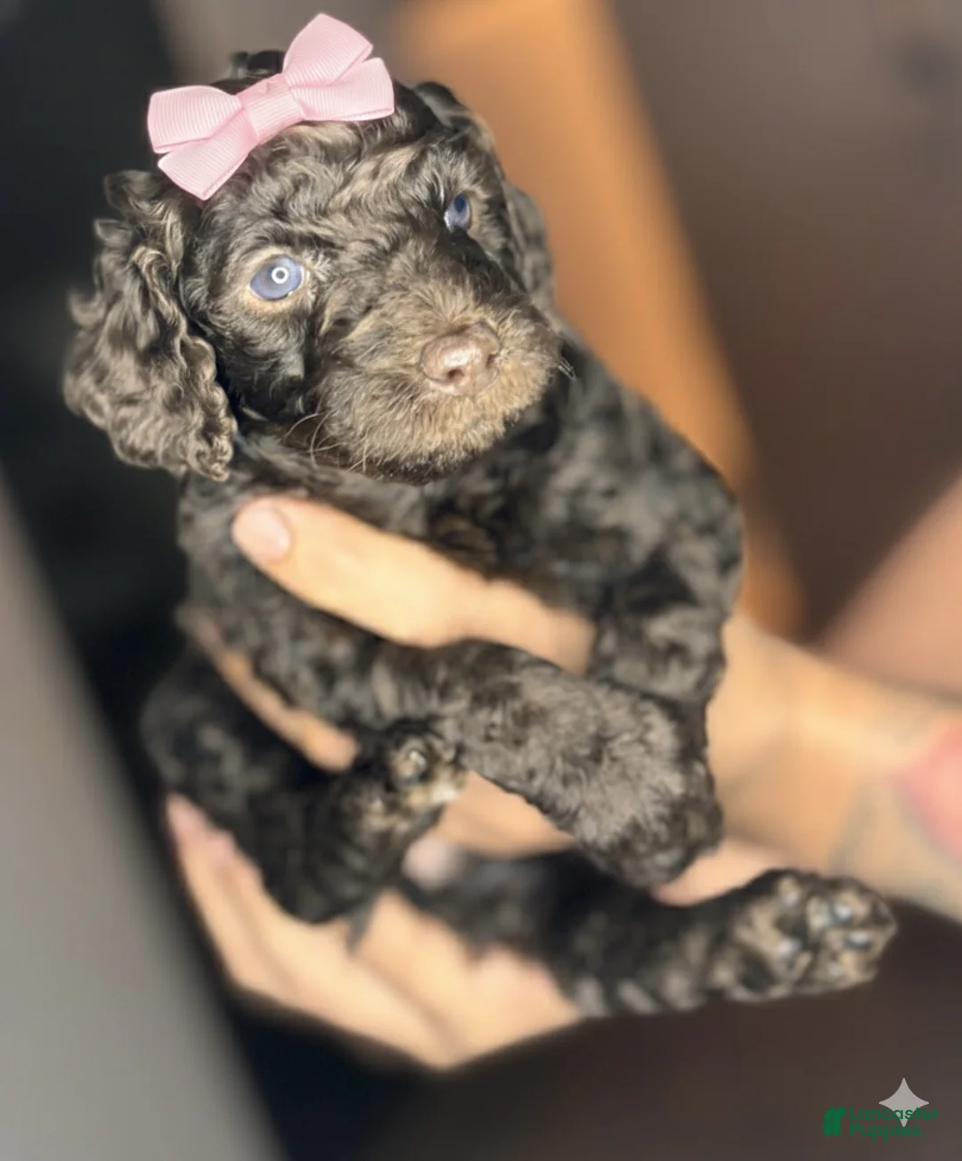 Goldendoodle dogs for sale: Goldendoodle Puppy 6 - Ad 1