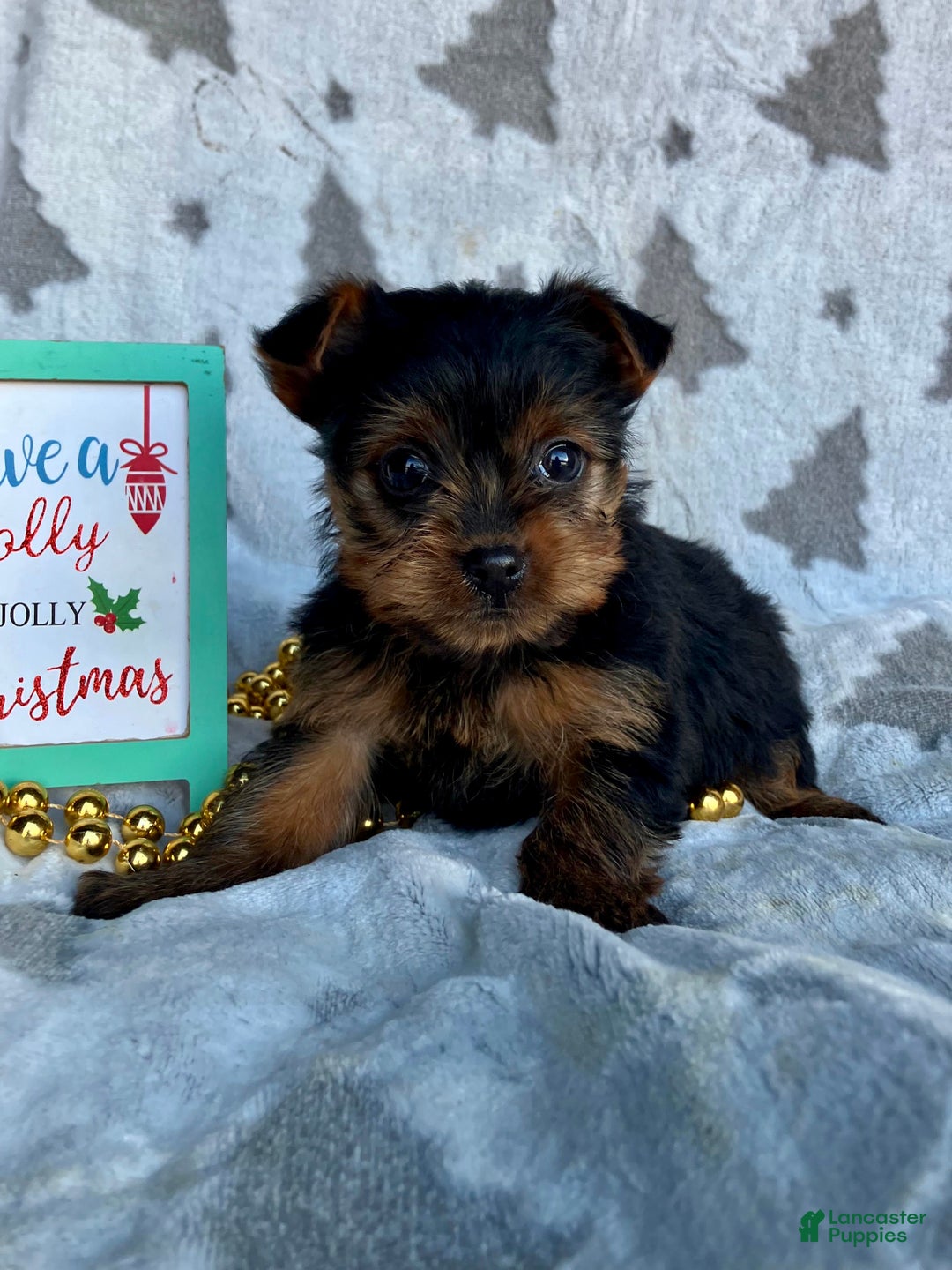 Yorkshire Terrier dogs for sale: Sophie - Ad 6
