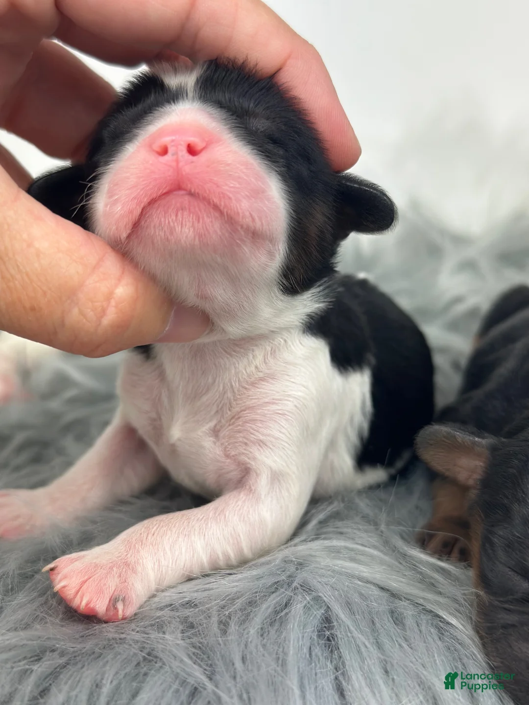 Cavapoo dogs for sale: Halle - Ad 6