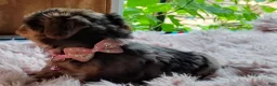 Yorkshire Terrier dogs for sale: Blue beauty - Ad 12