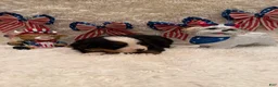 Bernese Mountain Dog dogs for sale: Garrett - Ad 14