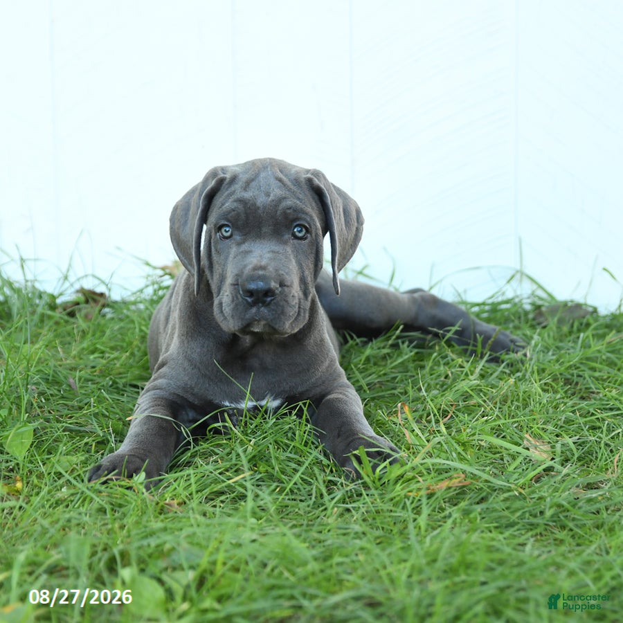 Cane Corso dogs Roman - Ad 2