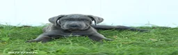 Cane Corso dogs for sale: Roman - Ad 2