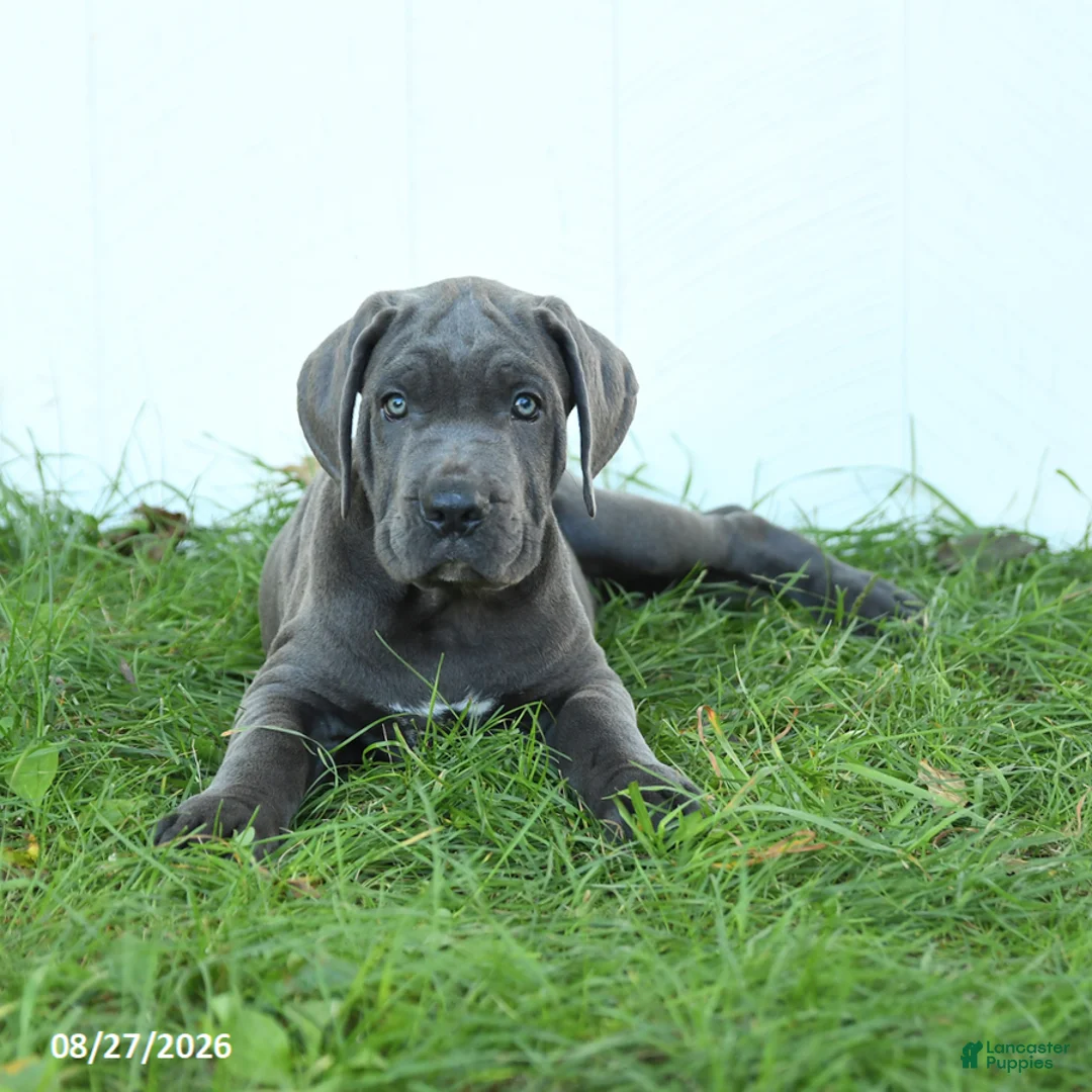Cane Corso dogs for sale: Roman - Ad 2