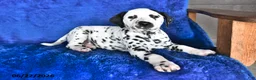 Dalmatian dogs for sale: Blaze - Ad 3
